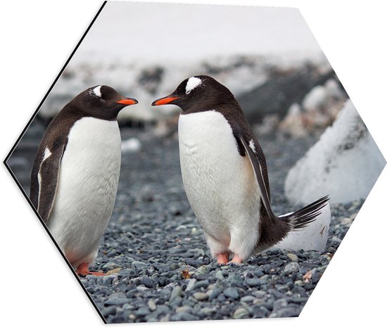 Dibond Hexagon - Pingïun Duo op Stenen bij de Sneeuw - 50x43.5 cm Foto op Hexagon (Met Ophangsysteem)