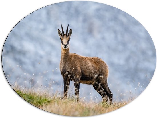 Dibond Ovaal - Aankijkende Wilde Geit in het Gras aan de Rand van Bergen - 96x72 cm Foto op Ovaal (Met Ophangsysteem)