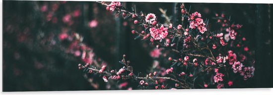 Dibond - Roze Bloemenstruik in Donker Kleurig Bos - 120x40 cm Foto op Aluminium (Met Ophangsysteem)