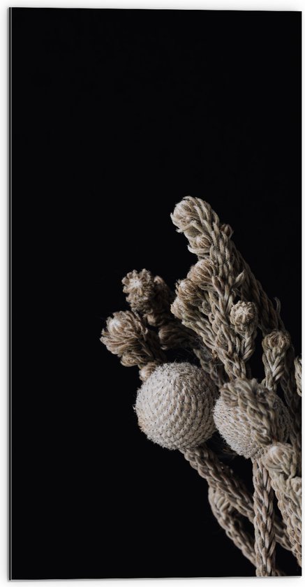 Dibond - Katoenen Plant tegen Zwarte Achtergrond - 50x100 cm Foto op Aluminium (Met Ophangsysteem)