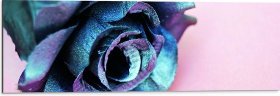 Dibond - Blauw Gekleurde Roos tegen Roze Achtergrond - 90x30 cm Foto op Aluminium (Met Ophangsysteem)