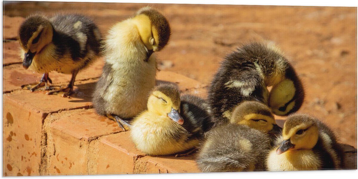 Vlag - Zes Baby Eendjes op Stenen Muurtje - 100x50 cm Foto op Polyester Vlag