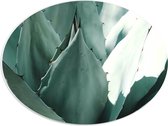 PVC Schuimplaat Ovaal - Spitse Groene Bladeren van Plant - 40x30 cm Foto op Ovaal (Met Ophangsysteem)