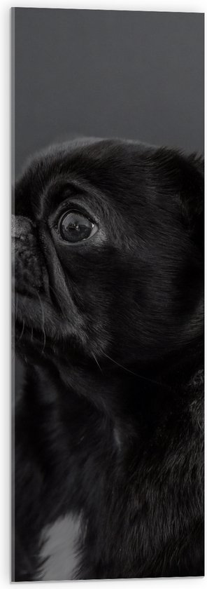 WallClassics - Acrylglas - Wegkijkende Zwarte Mopshond tegen Zwarte Achtergrond - 30x90 cm Foto op Acrylglas (Wanddecoratie op Acrylaat)