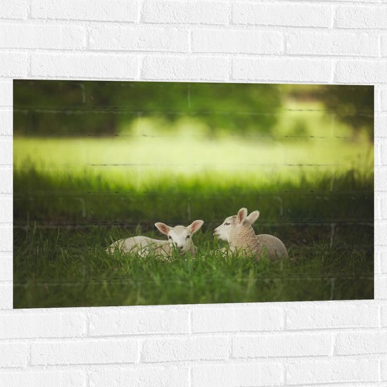 Muursticker - Twee Lammetjes Liggend in Grasveld - 90x60 cm Foto op Muursticker