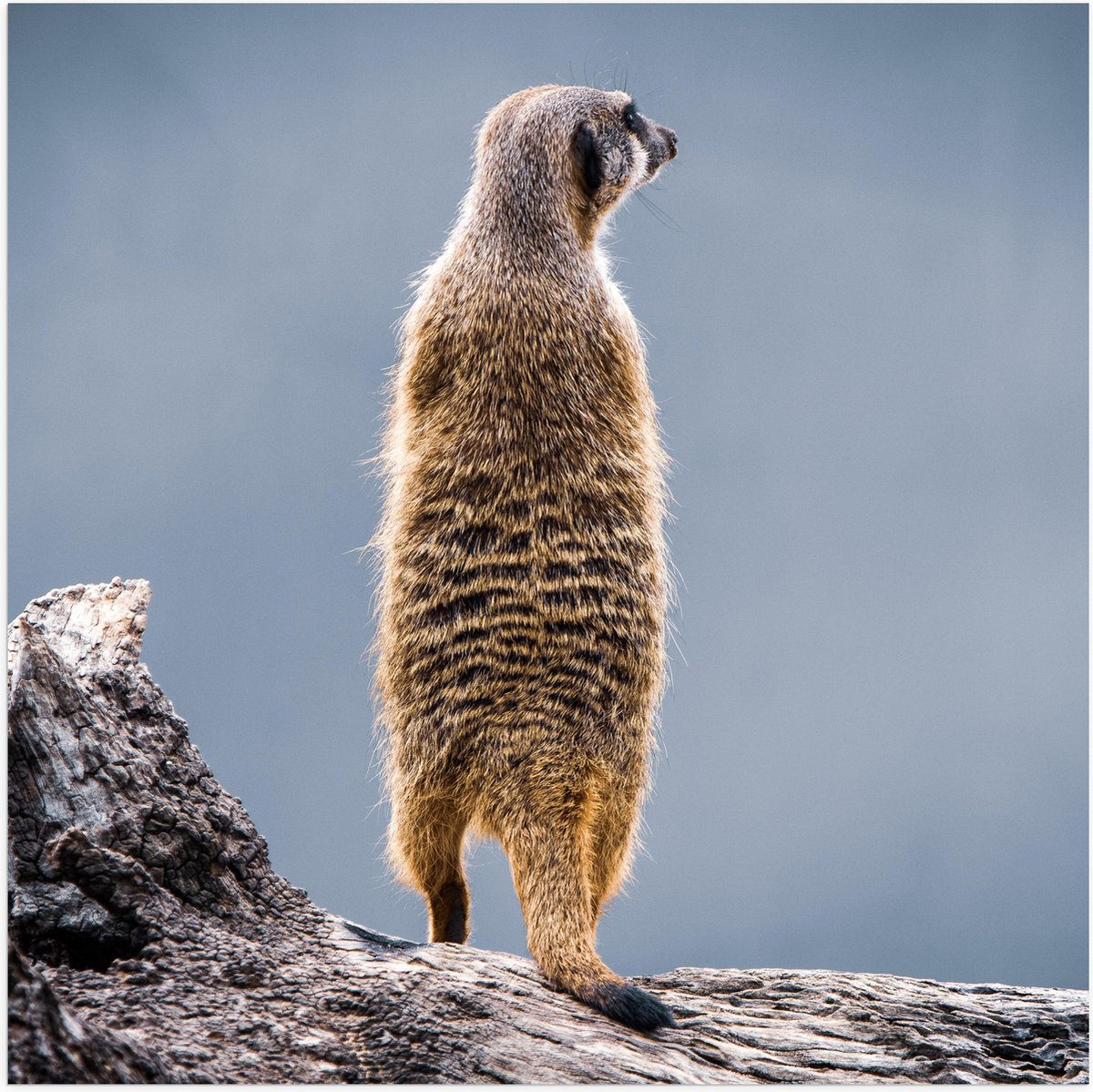 Poster Glanzend – Stokstaartje Staand op Boomstam - 80x80 cm Foto op Posterpapier met Glan