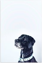 WallClassics - Poster (mat) – Chien noir avec fond Witte – 50 x 75 cm Photo sur papier poster avec aspect mat