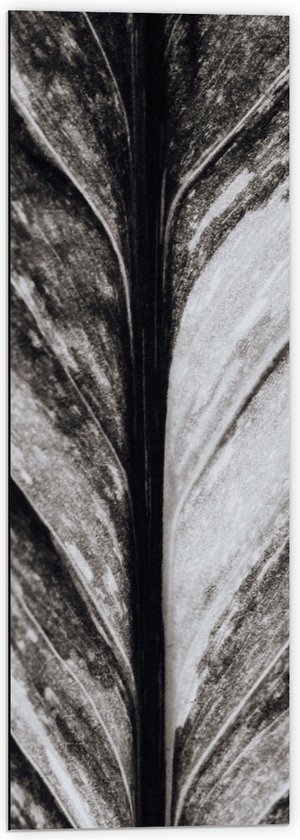 Dibond - Close-up van Nerven van Blad (Zwart-wit) - 40x120 cm Foto op Aluminium (Wanddecoratie van metaal)