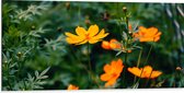 Dibond - Kleine Oranje Bloemetjes in Groene Struik - 100x50 cm Foto op Aluminium (Met Ophangsysteem)