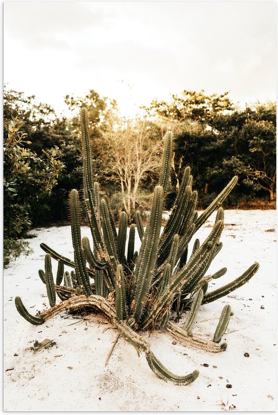 Poster Glanzend – Groep Cactussen bij Bosrand in de Duinen - 60x90 cm Foto op Posterpapier met Glanzende Afwerking