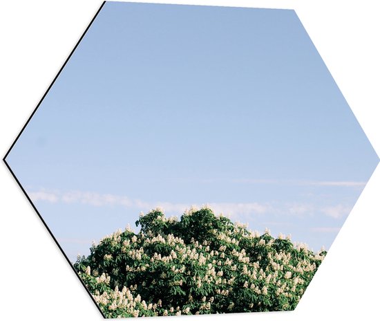 WallClassics - Dibond Hexagon - Bovenkant van Boom onder Pastelblauwe Lucht - 60x52.2 cm Foto op Hexagon (Met Ophangsysteem)
