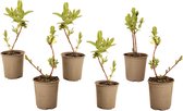 Plant in a Box - Lonicera kamtchatica - Set van 6 - Honingbes - Vruchtdragende heester - Zelf bestuivend - Pot 9cm - Hoogte 25-40cm