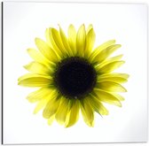 Dibond - Biovenaanzicht van een Gele Zonnebloem met Witte Ondergrond - 50x50 cm Foto op Aluminium (Met Ophangsysteem)