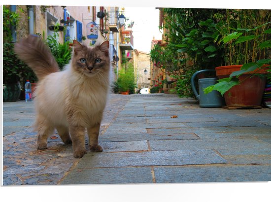 WallClassics - PVC Schuimplaat- Ragdoll Kat op Stad - 75x50 cm Foto op PVC Schuimplaat