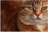 WallClassics - Poster (Matte) - Chat Oranje aux Yeux Bleus - 60x40 cm Photo sur Papier Poster avec un aspect Mat