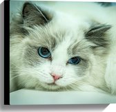 WallClassics - Canvas  - Liggende Ragdoll Poes - 40x40 cm Foto op Canvas Schilderij (Wanddecoratie op Canvas)