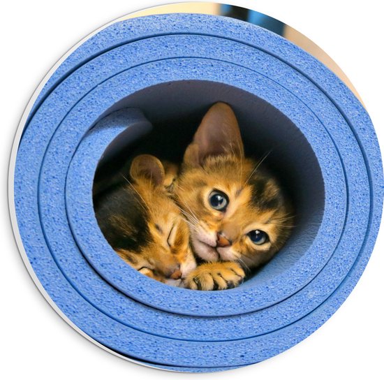 WallClassics - PVC Schuimplaat Muurcirkel - Twee Katten in Blauwe Rol - 20x20 cm Foto op Muurcirkel (met ophangsysteem)