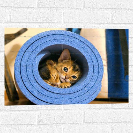 WallClassics - Muursticker - Twee Katten in Blauwe Rol - 60x40 cm Foto op Muursticker