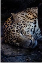 WallClassics - Poster Glossy – Panthère endormie persane - 40x60 cm Photo sur Papier Poster avec Finition Brillante