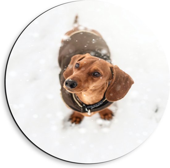 WallClassics - Dibond Muurcirkel - Kleine Hond met Jas aan - 40x40 cm Foto op Aluminium Muurcirkel (met ophangsysteem)
