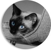 WallClassics - PVC Schuimplaat Muurcirkel - Zwart Wit Foto van Siamese Kat - 40x40 cm Foto op Muurcirkel (met ophangsysteem)