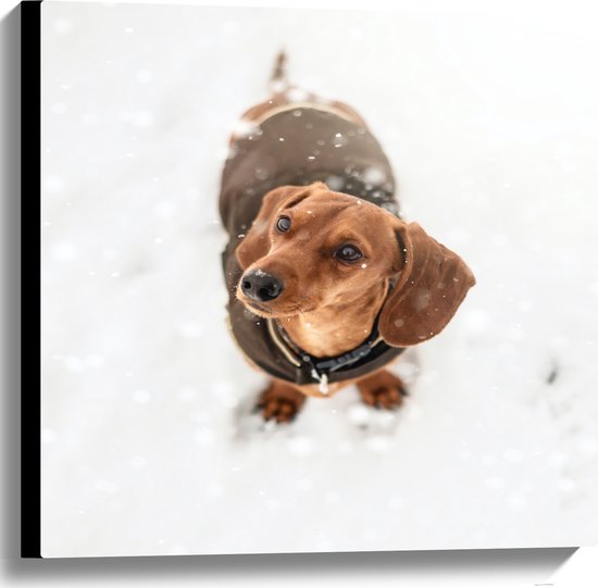 WallClassics - Canvas  - Kleine Hond met Jas aan - 60x60 cm Foto op Canvas Schilderij (Wanddecoratie op Canvas)