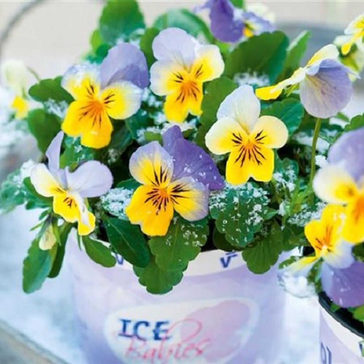 Violen Ice Babies® Blue with Yellow F1