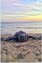 WallClassics - Poster (Mat) - Bébé tortue sur la plage au bord de la mer - Photo 40x60 cm sur papier poster aspect mat