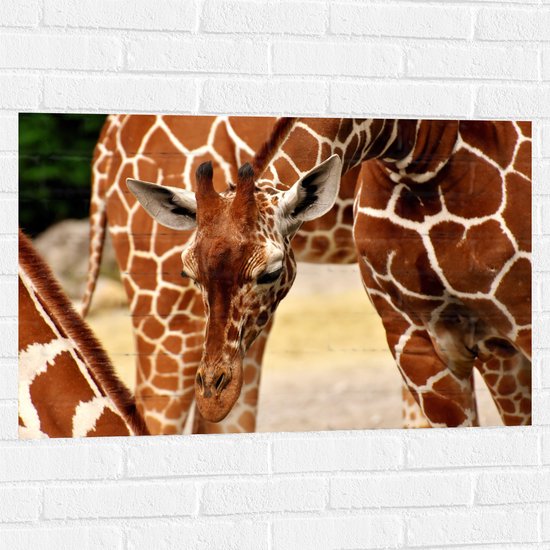 WallClassics - Muursticker - Buigende Giraffe - 90x60 cm Foto op Muursticker