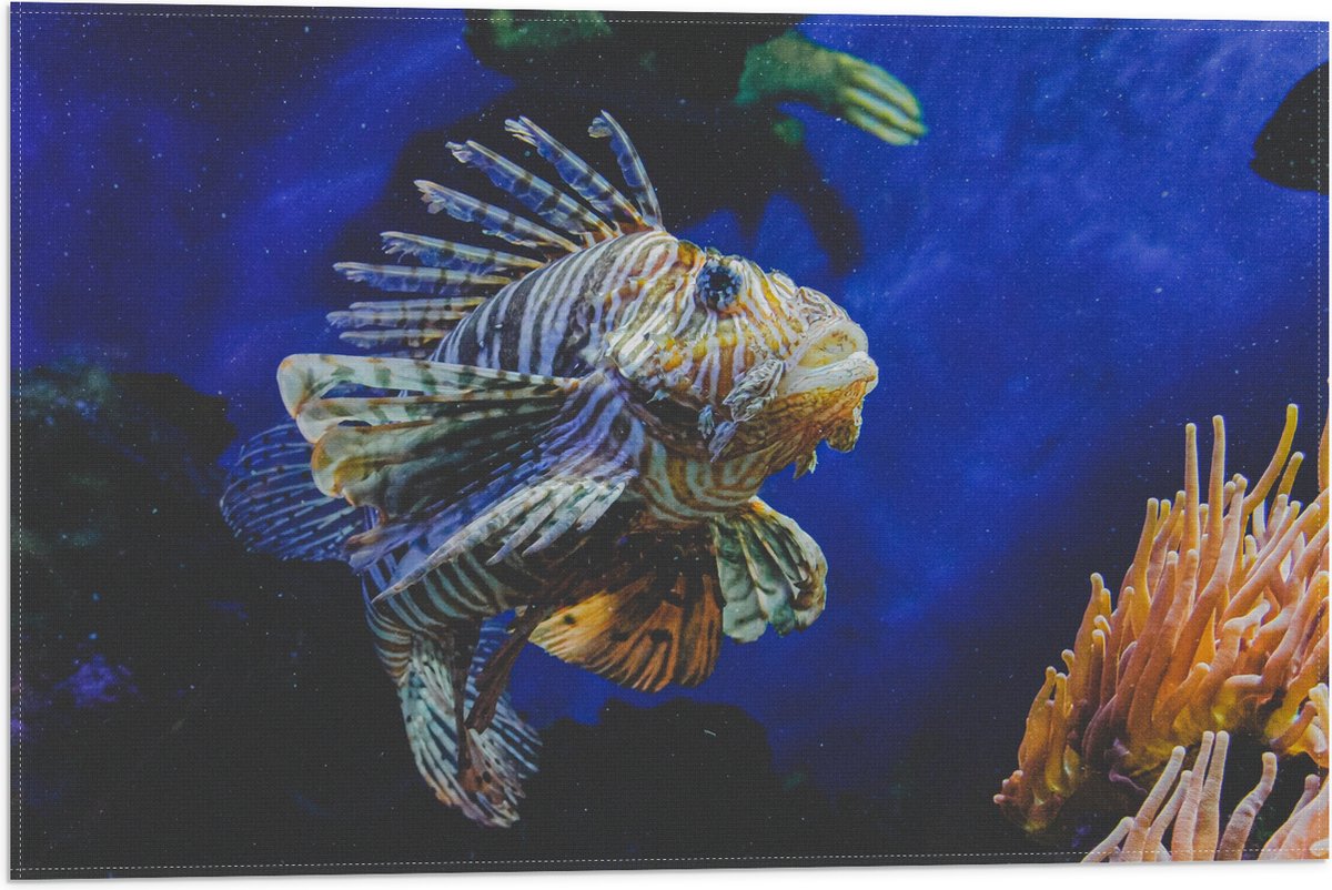 Vlag - Koraalduivel Vis tussen het Koraal in Blauwgekleurd Aquarium - 60x40 cm Foto op Polyester Vlag
