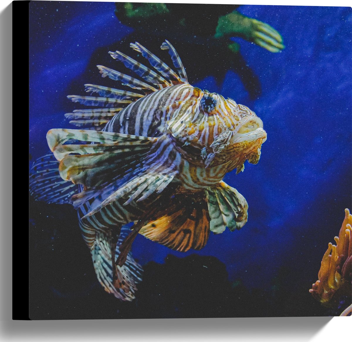 Canvas - Koraalduivel Vis tussen het Koraal in Blauwgekleurd Aquarium - 40x40 cm Foto op Canvas Schilderij (Wanddecoratie op Canvas)