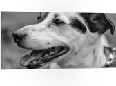 PVC Schuimplaat- Opzijkijkende Hijgende Hond (Zwart- wit) - 100x50 cm Foto op PVC Schuimplaat