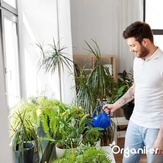 Een man met een blauwe gieter verzorgt kamerplanten.