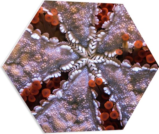 PVC Schuimplaat Hexagon - Ster van Koraal - 60x52.2 cm Foto op Hexagon (Met Ophangsysteem)