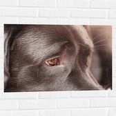 Muursticker - Close-up van Oog van Labrador - 75x50 cm Foto op Muursticker