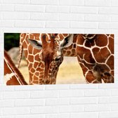 WallClassics - Muursticker - Buigende Giraffe - 100x50 cm Foto op Muursticker