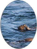 Dibond Ovaal - Kussende Zeeleeuwen in de Zee - 72x96 cm Foto op Ovaal (Met Ophangsysteem)