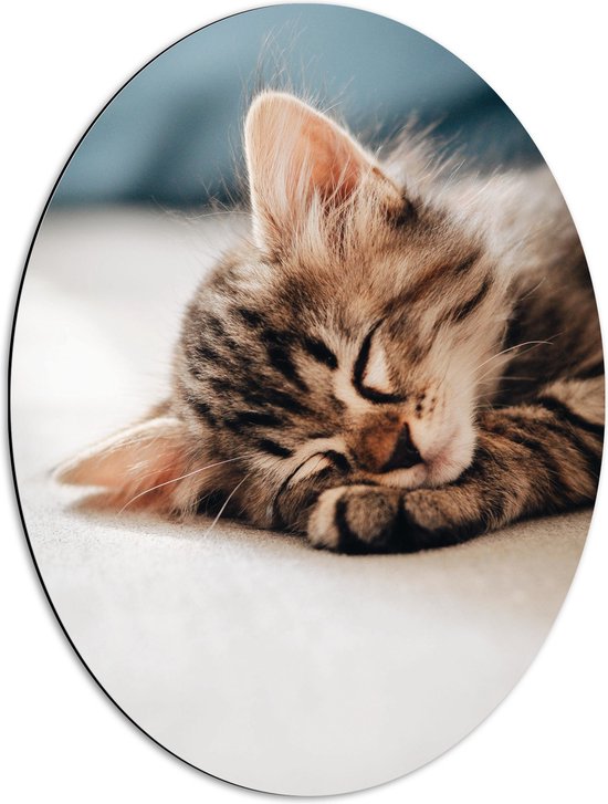 Dibond Ovaal - Rustende Kitten op Bank - 51x68 cm Foto op Ovaal (Met Ophangsysteem)