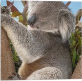 Vlag - Slapende Koala op Takken met Bladeren - 50x50 cm Foto op Polyester Vlag