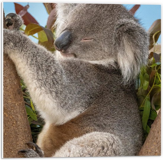 PVC Schuimplaat- Slapende Koala op Takken met Bladeren - 50x50 cm Foto op PVC Schuimplaat