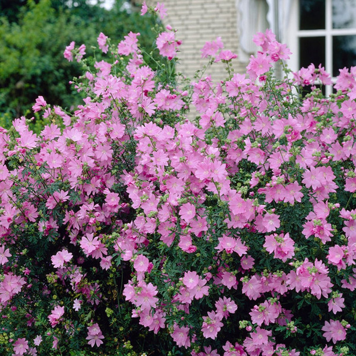 Malva moschata - Muskuskaasjeskruid | 1 stuk | Bijen- en vlinderplant | Bijentuin | 11x11 cm Kwekerspot | Geurend | Roze
