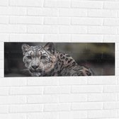 Muursticker - Omkijkend Nieuwsgierig Luipaard - 90x30 cm Foto op Muursticker
