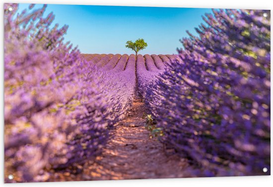 Tuinposter – Pad naar Boom in het Lavendelveld - 120x80 cm Foto op Tuinposter (wanddecoratie voor buiten en binnen)