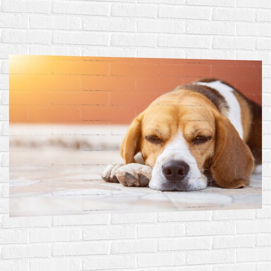 Muursticker - Rustende Beagle Puppy in Oranje Licht - 120x80 cm Foto op Muursticker
