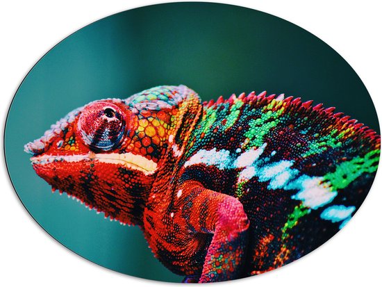 Dibond Ovaal - Omhoogkijkende Kameleon met Groen en Roodkleurige Vacht - 96x72 cm Foto op Ovaal (Met Ophangsysteem)