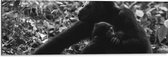 WallClassics - Dibond - Chimpansee Moeder met haar Jong (zwart- wit) - 90x30 cm Foto op Aluminium (Wanddecoratie van metaal)