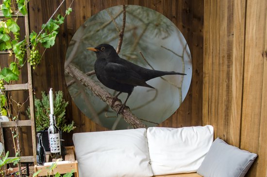Garden Circle Vogel - Blackbird - Branches - Animaux - 120x120 cm - Affiche Ronde de Jardin - Extérieur XXL / Groot format !