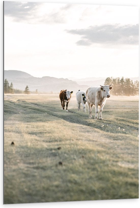 Dibond - Trio van Koeien Lopend door Gras Landschap onder aan Berg - 80x120 cm Foto op Aluminium (Met Ophangsysteem)