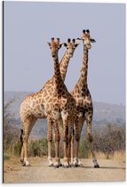 Dibond - Trio van Giraffe op Pad in Droog Landschap - 40x60 cm Foto op Aluminium (Met Ophangsysteem)