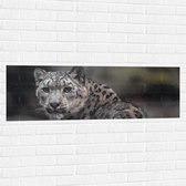 Muursticker - Omkijkend Nieuwsgierig Luipaard - 120x40 cm Foto op Muursticker